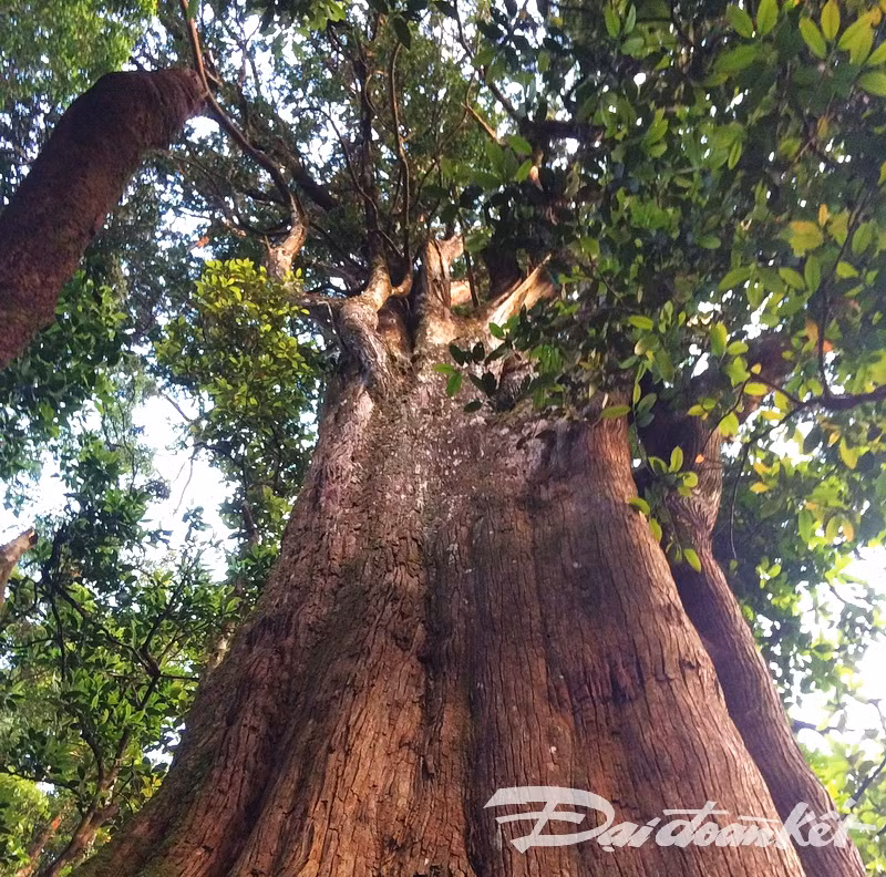 Khám phá cây pơ mu “khủng” gần 1000 năm tuổi Kham pha cay po mu “khung” gan 1000 nam tuoi