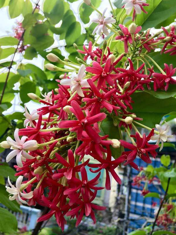 Hoa sử quân tử mang sắc đỏ rực rỡ, được nhiều nhà lựa chọn trồng trang trí tường nhà, cổng nhà, hàng rào,...