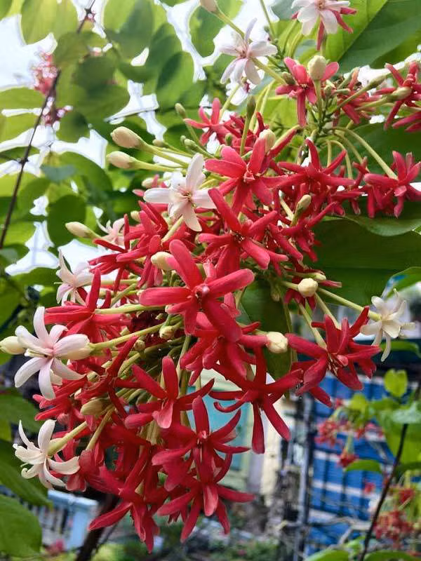 Hoa sử quân tử mang sắc đỏ rực rỡ, được nhiều nhà lựa chọn trồng trang trí tường nhà, cổng nhà, hàng rào,...