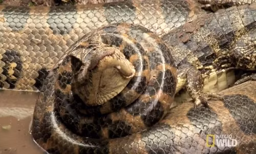 Cá sấu bị trăn Anaconda siết chặt không thể cựa quậy.