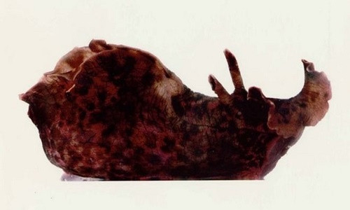 Loài sên biển được dùng trong nghiên cứu.