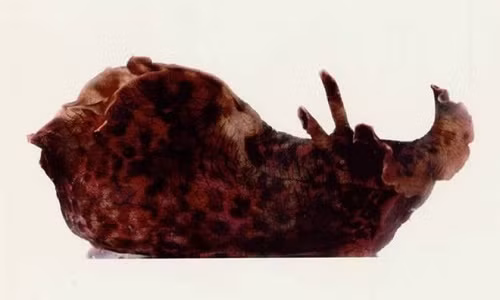 Loài sên biển được dùng trong nghiên cứu. Loài sên biển được dùng trong nghiên cứu.