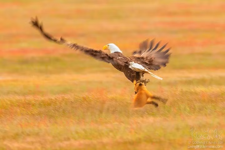 Thế nhưng cuộc tranh giành con mồi với chú cáo này lại không dễ dàng như con đại bàng vẫn tưởng.
