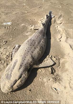 Hiện chưa rõ vì sao hàng loạt cá mập chết dạt bờ như vậy.