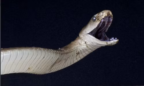 Gap go loai vat dang so so huu “nu hon than chet“-Hinh-3