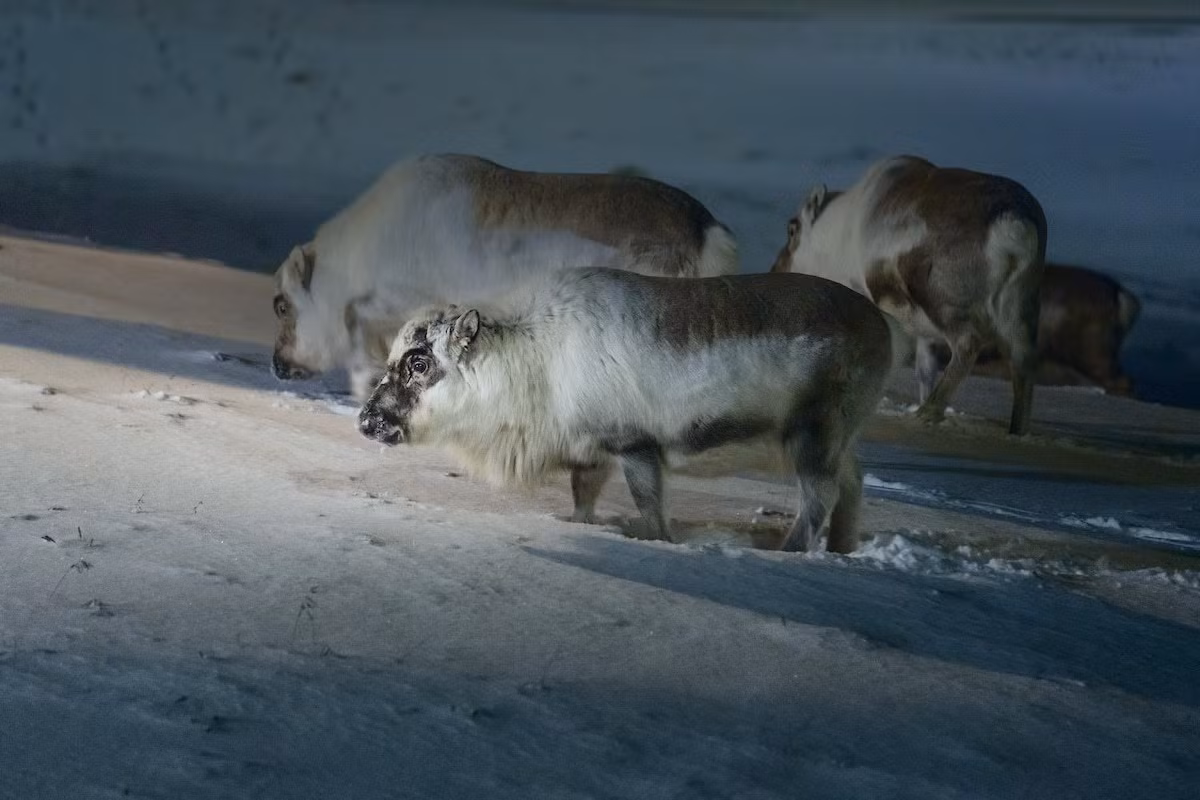 Có hơn 200 trẻ em dưới 18 tuổi ở Longyearbyen. Có 2 trường mẫu giáo, 1 trường học và 1 trường đại học ở cực bắc của thế giới. Đừng bao giờ quên đóng cửa sổ vào mùa đông. Nhiệt độ lạnh nhất từng ghi lại được là −46,3°C (−51,3°F) vào tháng 3 năm 1986. Ảnh: Tuần lộc, loài động vật có vú ăn cỏ hiếm hoi chịu được sự khắc nghiệt của cực Bắc.