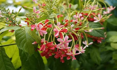 Sử quân tử rất sai hoa, nhiều nhất là vào mùa hè khi có nhiều ánh mặt trời, cánh hoa nhỏ xinh như hình ngôi sao rung rinh trước gió.