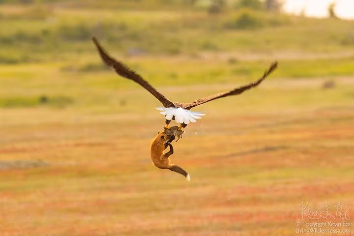 Chú cáo thậm chí còn cố gắng "đánh đu" theo con đại bàng lên không trung để giành lại bằng được con thỏ mà mình đã săn được.