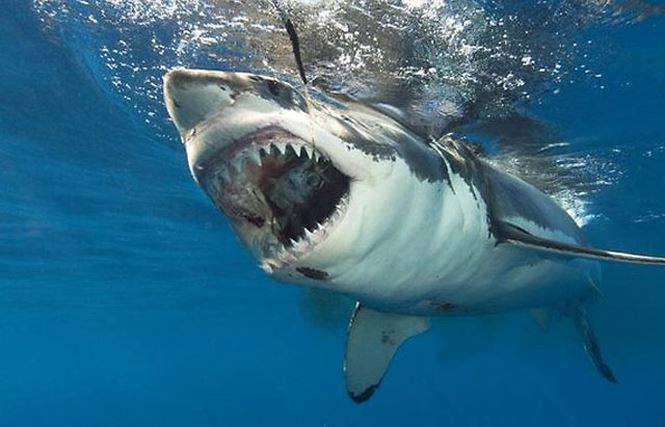5. Cá mập trắng lớn. Với kích thước vượt trội cộng thêm hàm răng được đánh giá là sắc bén bậc nhất trong thế giới động vật, cá mập trắng lớn luôn được xem là “sát thủ của đại dương”. Đáng chú ý, khi đi săn mồi, loài động vật này rất dễ lầm tưởng những người bơi lội, lướt sóng là hải cẩu và không ngần ngại tấn công.
