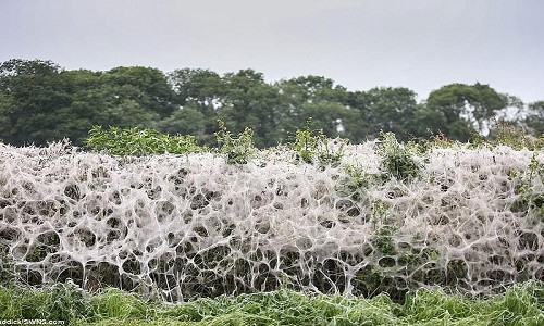 Thoạt nhìn khu vực này trông giống với cảnh tượng trong phim kinh dị. Ảnh: Daily Mail