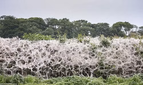 Thoạt nhìn khu vực này trông giống với cảnh tượng trong phim kinh dị. Ảnh: Daily Mail