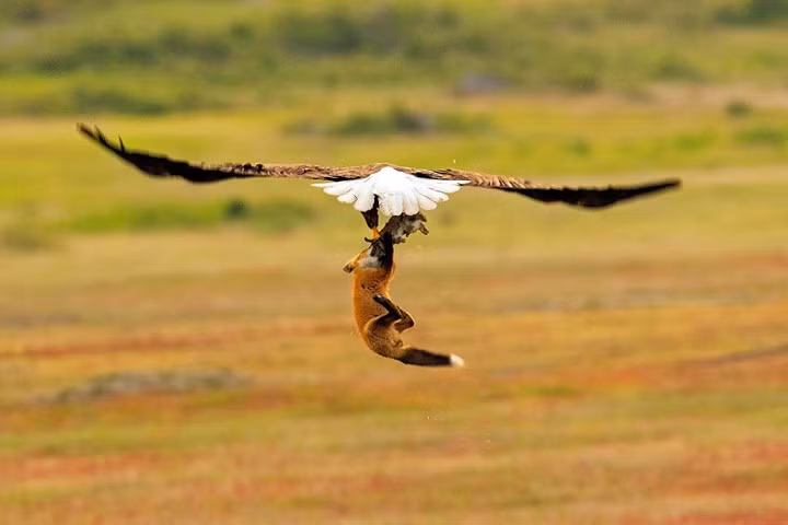 Con cáo săn được con thỏ trước, nhưng lại bị đại bàng cướp mồi mất.