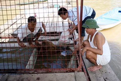 Ông Nguyên, ông Hà đang chỉnh trang lại lồng nuôi nhốt, nơi thuần phục loài “thủy quái” trên sông Gâm.