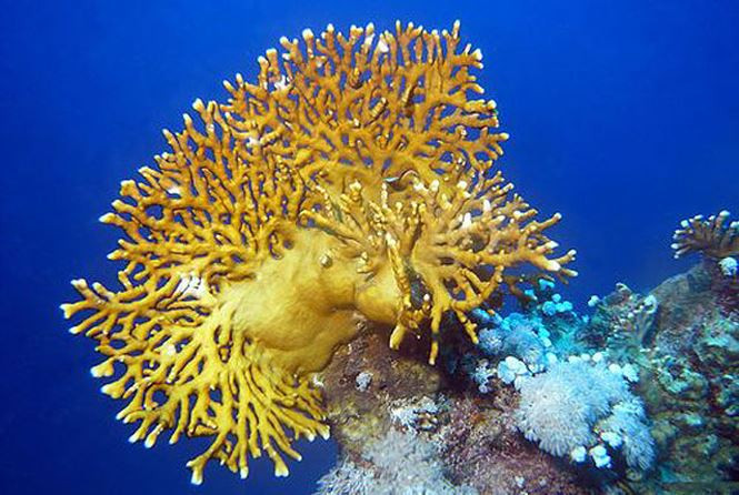 10. Dù chỉ là một loài thuộc họ thủy tức giống san hô trong bộ Anthomedusae, nhưng loài sinh vật này luôn ẩn chứa loại nọc độc có thể khiến con người đau đớn, buồn nôn ngay sau khi nhiễm phải.