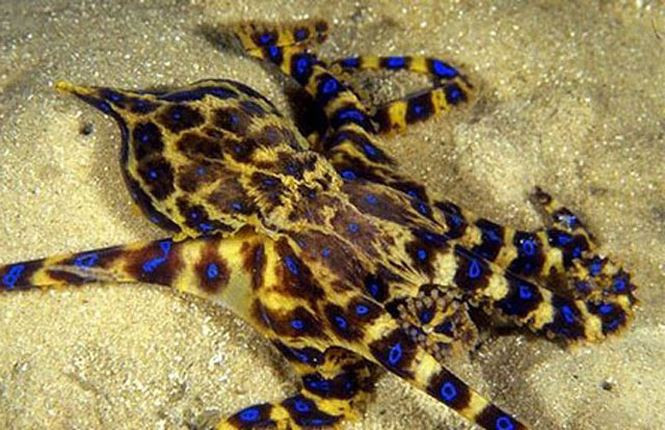 3. Chi bạch tuộc đốm xanh. Theo ước tính của các nhà khoa học, mỗi cá thể thuộc Chi bạch tuộc đốm xanh sở hữu lượng nọc độc đáng sợ tới mức đủ để giết khoảng 30 người trong vòng vài phút. Tuy nhiên, may mắn là chúng chỉ dám tấn công con người khi bị dồn ép vào đường cùng.