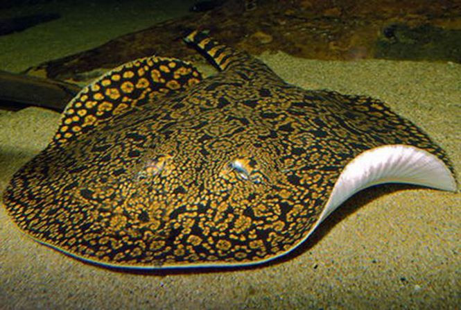 7. Cá đuối gai độc. Từ Ấn Độ Dương cho đến Thái Bình Dương, cá đuối gai độc luôn được biết đến là một trong những loài sinh vật biển gây thương vong cho con người nhiếu nhất. Với lượng nọc độc chứa trong chiếc vây đuôi sắc nhọn như lưỡi dao găm và sở thích ẩn mình trong lớp cát, chúng có thể dễ dàng tấn công các thợ lặn bất cẩn.