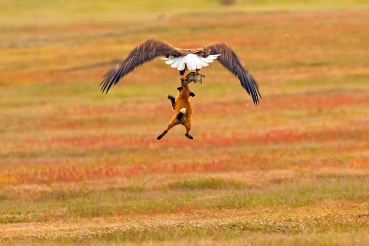 Nhiếp ảnh gia Kevin cho biết: "Tôi đã nghe thấy tiêng kêu của con đại bàng, điều đó chứng tỏ nó rất muốn cướp được con thỏ".