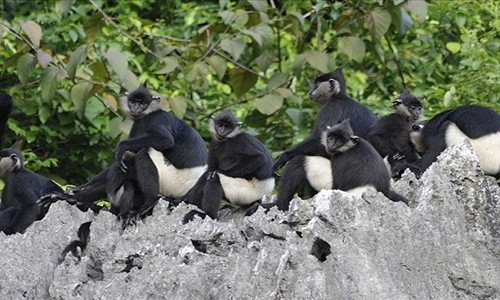 Voọc mông trắng ở Rừng Quốc gia Cúc Phương (ảnh: Nguyen Van Truong, speciesonthebrink.org)