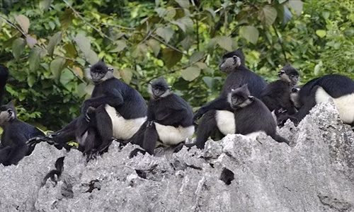 Voọc mông trắng ở Rừng Quốc gia Cúc Phương (ảnh: Nguyen Van Truong, speciesonthebrink.org)