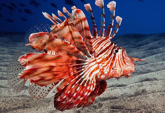 9. Cá sư tử. Dù có vẻ ngoài cực kỳ sặc sỡ và đẹp mắt, nhưng ít ai có thể ngờ rằng cá sư tử cũng là một trong những sinh vật biển đáng sợ nhất thế giới. Bởi vì, những chiếc vây của chúng đều có chứa các gai nhọn, trên đó có một loại nọc độc khá mạnh khiến những người nhiễm phải ngay lập tức đau đớn, nôn mửa và tử vong nếu không chữa trị kịp thời.