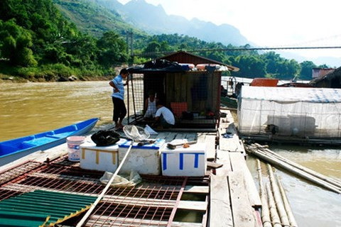 Khu thuyền bè nuôi cá chiên của ông Nguyên, ông Hà trên sông Gâm đoạn chảy qua Bắc Mê.