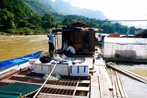 Khu thuyền bè nuôi cá chiên của ông Nguyên, ông Hà trên sông Gâm đoạn chảy qua Bắc Mê.