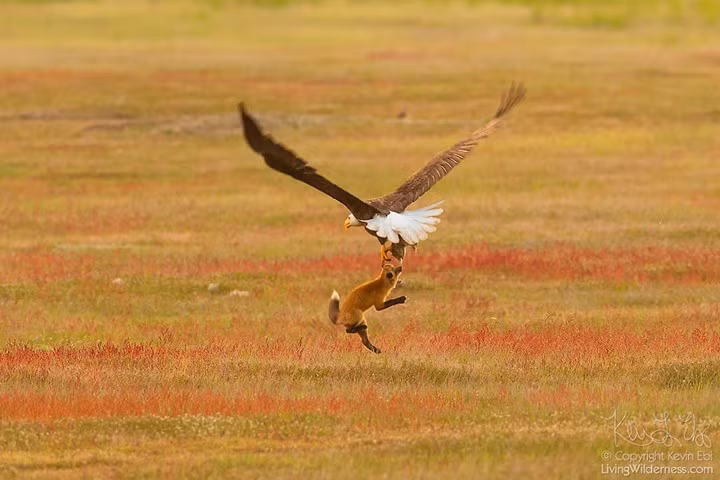 Để giành lại con mồi của mình, con cáo đã phải "đu" lên không trung theo con đại bàng.