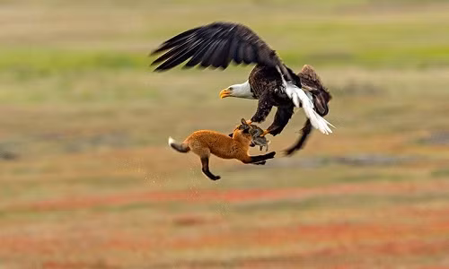 Nhiếp ảnh gia Kevin Ebi đã chụp lại được khoảnh khắc tranh giành con mồi quyết liệt giữa cáo và đại bàng.