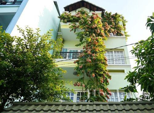 Cây còn mang mùi hương nhẹ nhàng, dễ chịu thoang thoảng, dễ trồng, dễ phát triển.