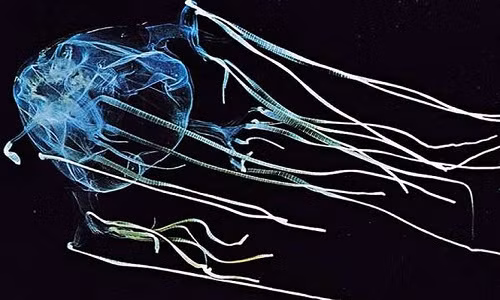 1. Chironex (sứa hộp). Chironex fleckeri hay ong bắp cày biển là một loài sứa có nọc độc cực kỳ đáng sợ trong nhóm sứa hộp. Loài sinh vật biển này sinh sống chủ yếu ở bờ biển từ phía Bắc Australia và New Guinea cho đến Philippines, Việt Nam. Theo ước tính, mỗi năm, có hơn 100 người chết vì bị loài sứa này chích.