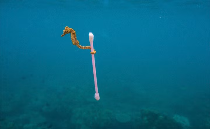 Bức ảnh chú hải mã dùng đuôi quấn một chiếc bông ngoáy tai chụp ở vùng biển bị ô nhiễm quanh đảo Sumbawa đã thức tỉnh rất nhiều người về việc cần phải chung tay bảo vệ môi trường.