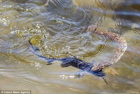 Con cá vùng vẫy nhưng không thoát được hàm răng sắc nhọn của rắn