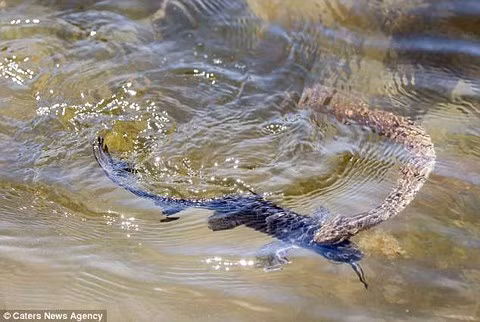 Con cá vùng vẫy nhưng không thoát được hàm răng sắc nhọn của rắn