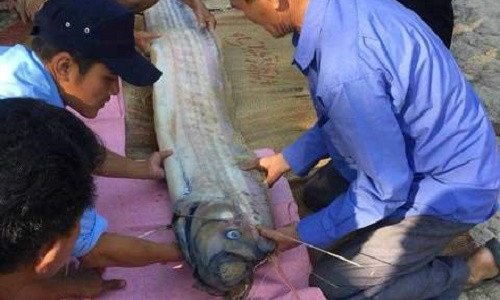 Người dân tiến hành chôn cất theo phong tục địa phương.