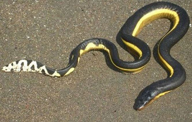 8. Từ trên cạn cho đến dưới nước, rắn luôn là loài khiến nhiều người cảm thấy khiếp sợ. Dù không hung hãn hay thậm chí là rất hiền, nhưng rắn biển lại sở hữu loại nọc độc cực kỳ đáng sợ. Ước tính, lượng nọc độc có trong một phát cắn của các loài rắn biển đủ để giết chết nhiều người trong vài giờ.