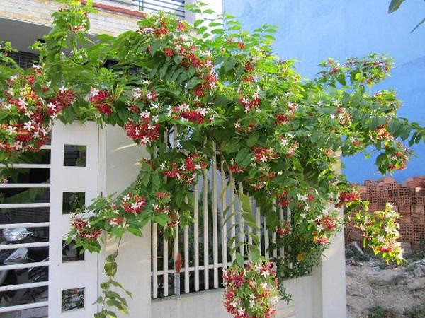 Sử quân tử mang màu sắc rực rỡ nhưng vẻ đẹp lại vô cùng giản dị.