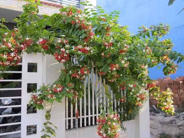 Sử quân tử mang màu sắc rực rỡ nhưng vẻ đẹp lại vô cùng giản dị.