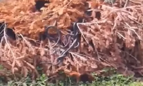 Rùng mình cả đàn rắn lổm ngổm bò ra từ cây khô Rung minh ca dan ran lom ngom bo ra tu cay kho