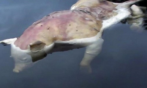 Nhưng khi quan sát kỹ hơn thì lại thấy bốn chân của sinh vật này lại có bàn tay năm ngón giống người. Ảnh cắt từ clip