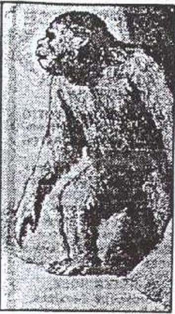 Sinh vật giống khỉ được cho là Moehau. Ảnh: Ancient Origins