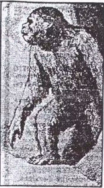 Sinh vật giống khỉ được cho là Moehau. Ảnh: Ancient Origins