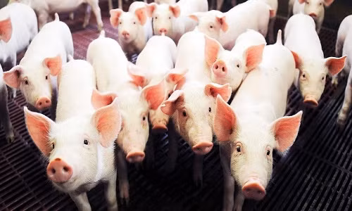 Thay đổi số lượng gien HMGA2 trong phôi thai lợn, ta có thể kiểm soát được kích thước của lợn trưởng thành - Ảnh: EAST NEWS