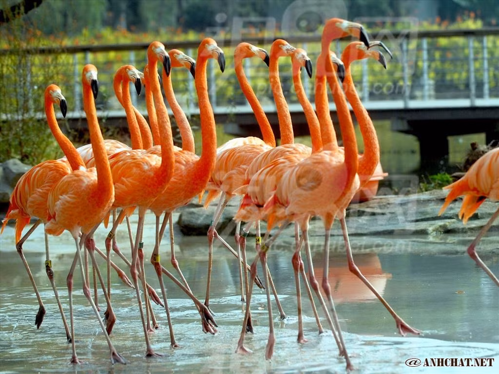 Vùng đầm lầy nước mặn Camargue ở Pháp có hệ sinh thái đa dạng bậc nhất thế giới. Đây là nơi cư ngụ của loài chim hồng hạc.