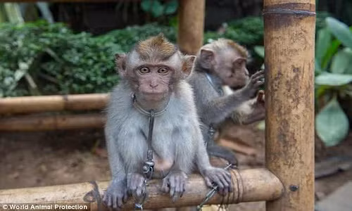  Động vật bị ngược đãi gây xót xa. Những chú khỉ này bị dây xích quấn quanh cổ, sống trong chuồng nuôi nhốt hôi hám, bẩn thỉu. Ảnh: WAP.