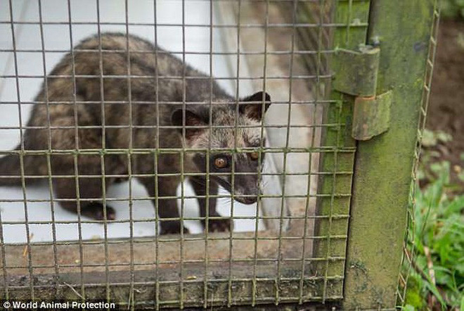 Cầy hương bị nhốt trong chiếc lồng sắt hoen rỉ. Ảnh: WAP.