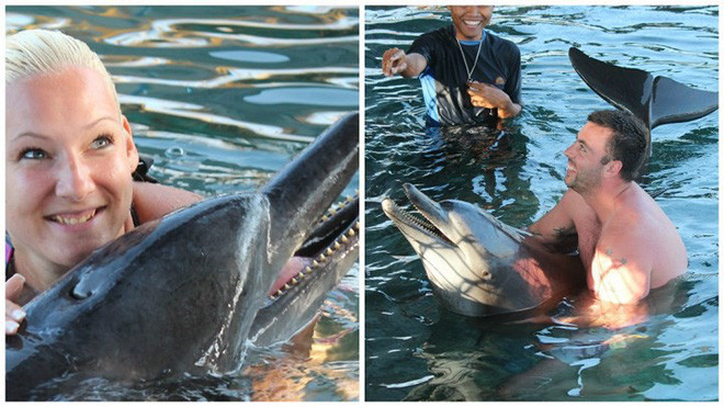 Đối với du khách, hành động này là trò tiêu khiển giải trí, nhưng với cá heo, đây lại là "cực hình". Ảnh: Bawabali.