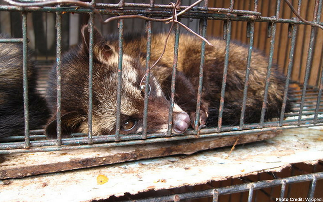 Tổ chức phi lợi nhuận này cho biết họ đã thuyết phục gần 200 công ty du lịch dừng gợi ý dịch vụ cưỡi voi và đưa ý tưởng này vào trong các gói du lịch. Ảnh: Wikipedia.