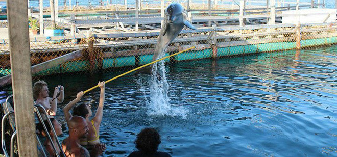 Nhiều động vật bị buộc phải làm trò tiêu khiển cho khách tham quan hàng giờ đồng hồ. Ảnh: Bawabali.