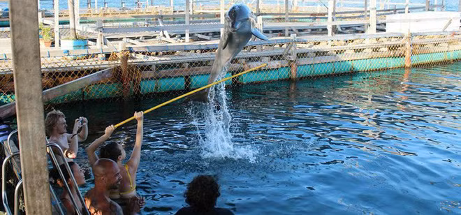 Nhiều động vật bị buộc phải làm trò tiêu khiển cho khách tham quan hàng giờ đồng hồ. Ảnh: Bawabali.