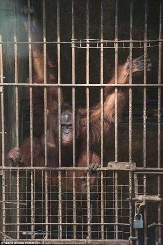 Cuộc điều tra vừa được tiết lộ của Hiệp hội Bảo vệ động vật Thế giới (WAP) đã phơi bày thực trạng khốc liệt mà các con thú tại những khu giải trí ở thiên đường du lịch Bali của Indonesia đang phải chịu đựng. Ảnh: WAP.